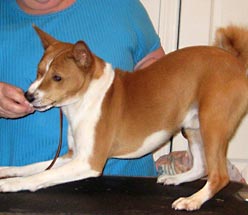 Basenjis puppy for sale