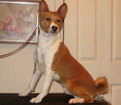 Basenjis puppy for sale