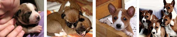 MataHauri Basenjis Puppies for sale