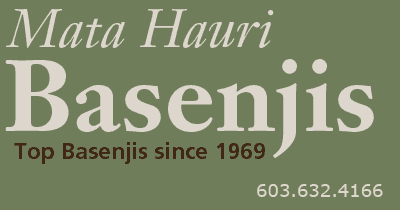 Mata Hauri Basenjis - Top Basenjis since 1969 - NH