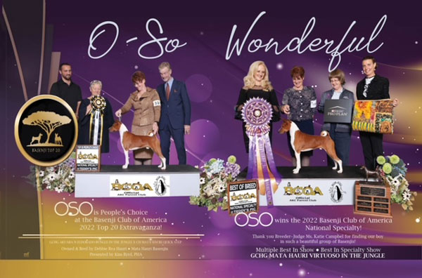 Best in Show Basenji - Oso Mata Hauri Basenjis