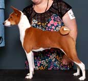 puppy basenji named Blossom