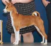basenji named Hazel