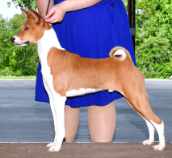 basenji named Happy
