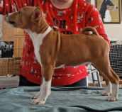 basenji named Juba