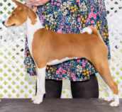 basenji named Pickles