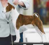 basenji named Salsa