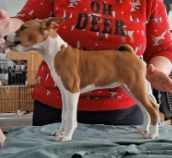basenji named Sassy