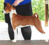 basenji named Swaggy