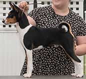 puppy basenji named Reno