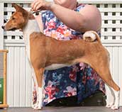 puppy basenji named Tootsie