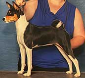 puppy basenji named Tryla